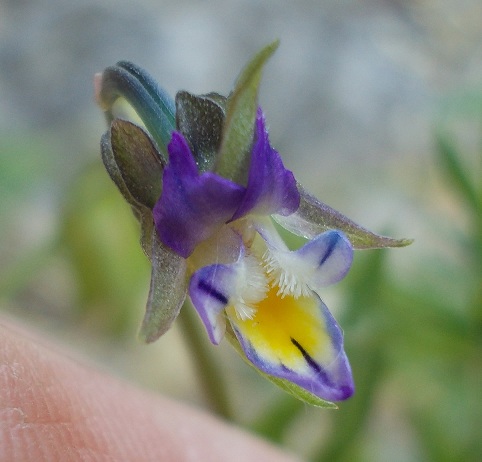 determinazione - Viola sp.